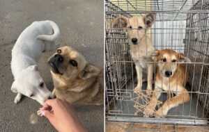 caini prinsi de Protectia Animalelor CJ Ilfov