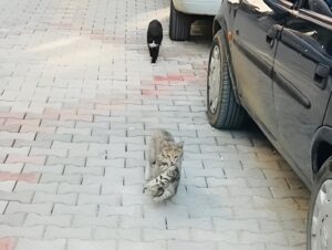 O pisică își cară puiul în dinți