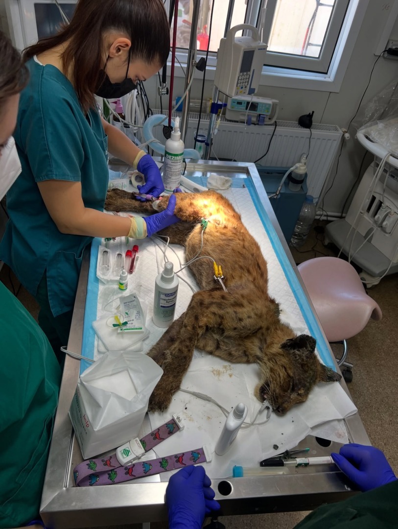 rasul primeste tratament