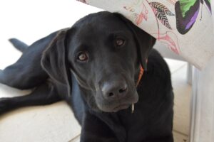 un labrador negru