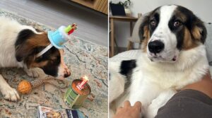 cainele Geki in noua lui familie