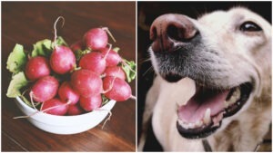 Colaj foto cu un bol cu ridichi și un câine.