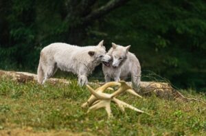 romulus-si-remus-lupii-preistorici-readusi-la-viata-in-laborator-au-implinit-un-an