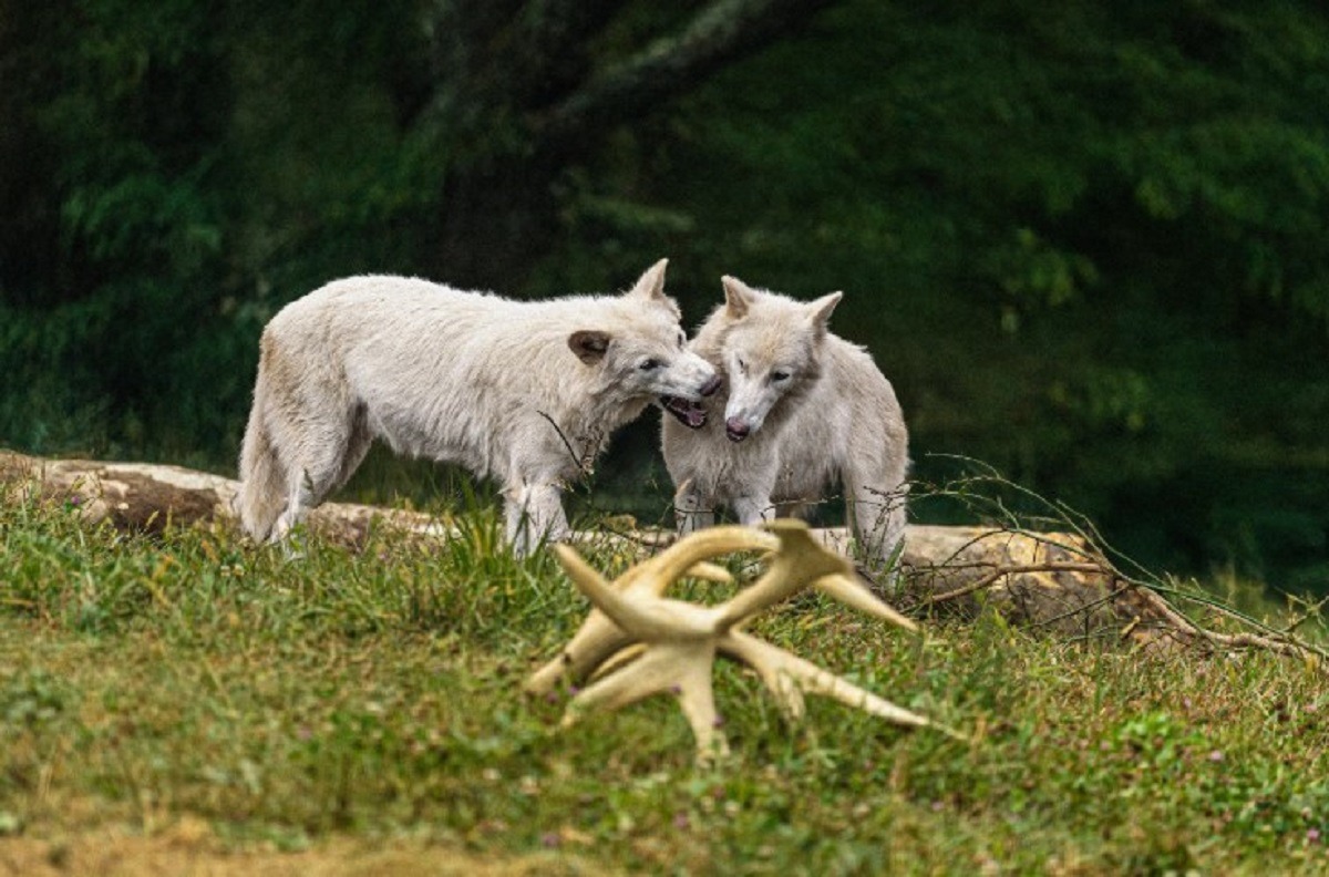 romulus-si-remus-lupii-preistorici-readusi-la-viata-in-laborator-au-implinit-un-an