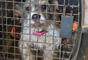 câine în cușcă
