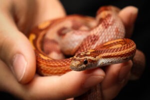Șarpe mic în mâna unui om