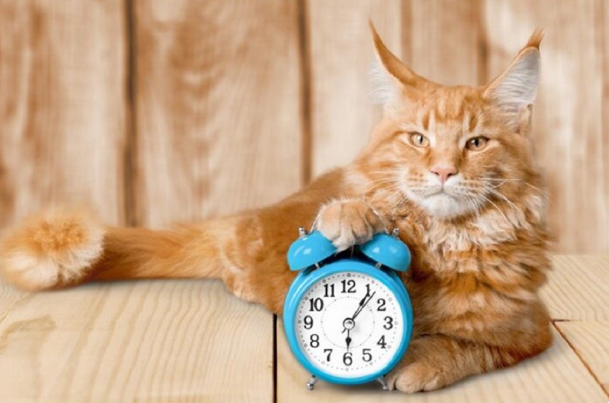 se schimba ora, efect asupra animalelor