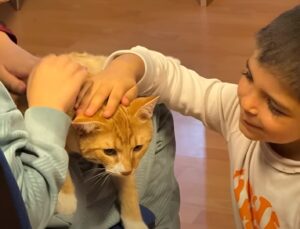 Pisică mângâiată de copii