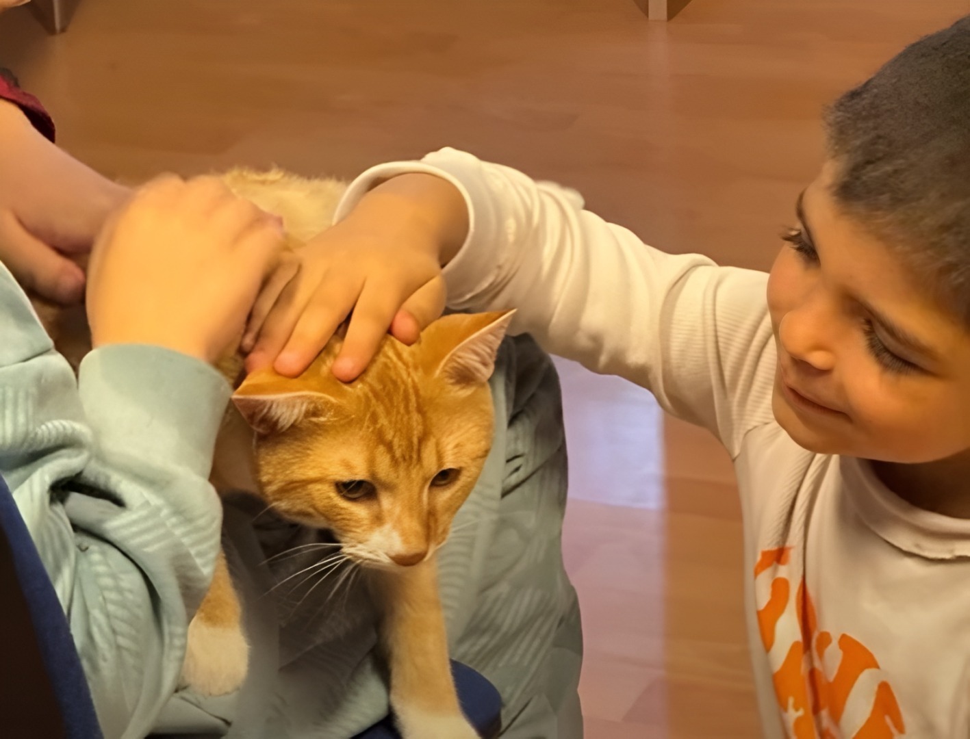 Pisică mângâiată de copii