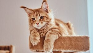o pisica maine coon