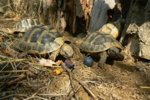 broaste testoase tinute in captivitate