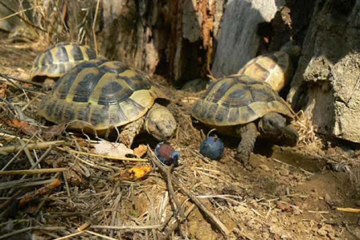 broaste testoase tinute in captivitate