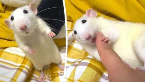 soricel de companie alb