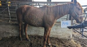 cal tinut in mizerie