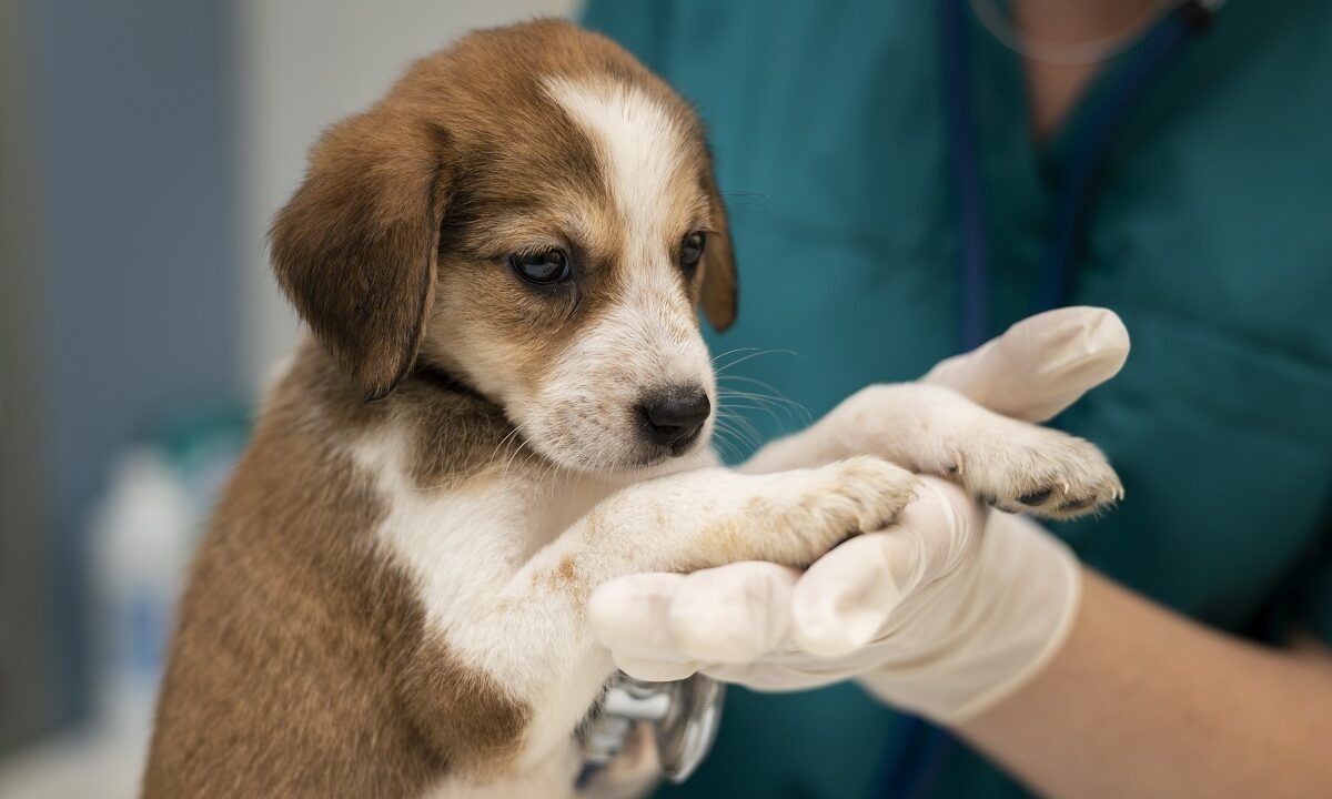 caine la medicul veterinar