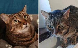 motanul Tomita inainte sa moara