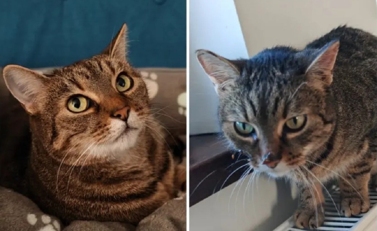 motanul Tomita inainte sa moara