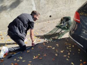 Câine capturat de un reprezentant al Adăpostului Public Suceava