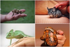 Colaj cu 4 animale exotice: tarantulă. chinchilla, șopârlă, șarpe
