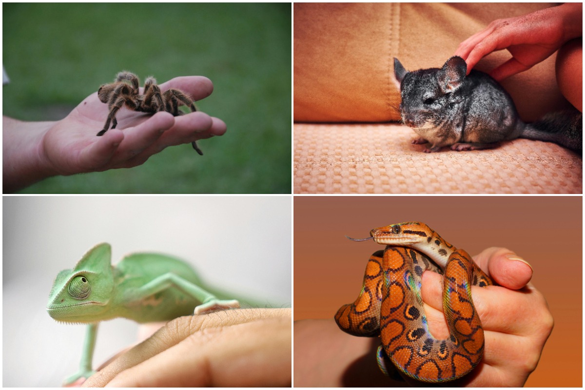 Colaj cu 4 animale exotice: tarantulă. chinchilla, șopârlă, șarpe