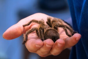 O tarantulă în mâna unui om