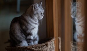 pisica singura acasa