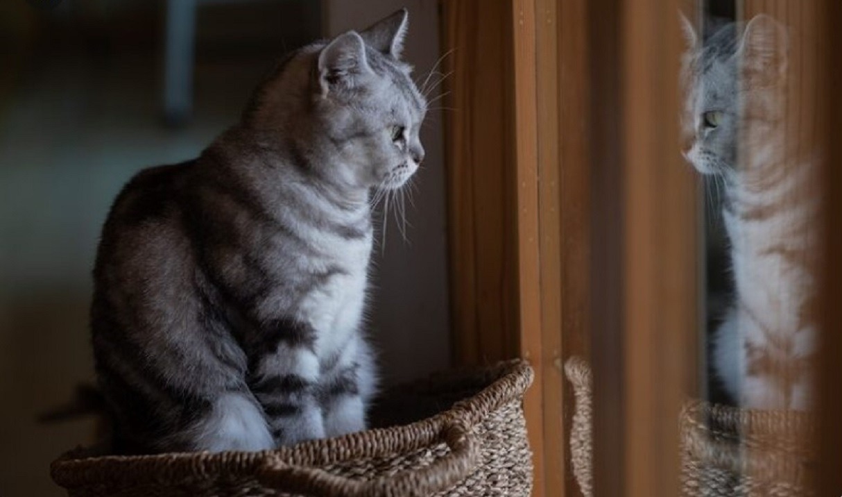 pisica singura acasa