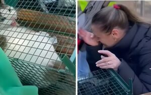 Colaj foto cu momentul revederii dintre un motan care a supraviețuit exploziei din Rahova și stăpâna lui