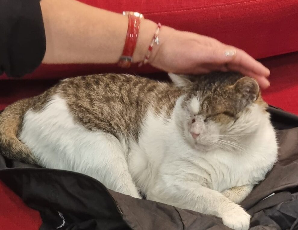 tommy pisica de la jurnalism