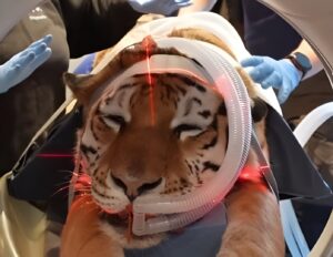 Un tigru este supus unor investigații medicale