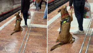 un-ciobanesc-german-isi-tine-de-mana-stapanul-pe-peronul-metroului