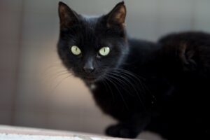 Un oraș cu 10.000 de pisici interzice adopția felinelor negre înainte de Halloween. Măsură drastică pentru protejarea animalelor de ritualuri și superstiții periculoase