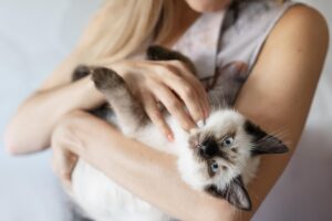 stapana isi mangaie pisica