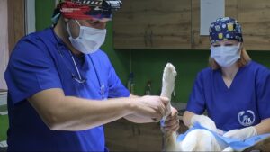 Veterinar român în misiune în Ucraina. Operează un animal bolnav