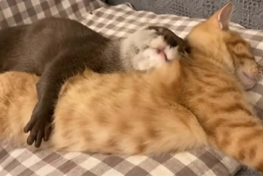 O vidră și o pisică dorm împreună