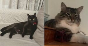 pisici cautate de stapanii lor dupa explozia din Rahova