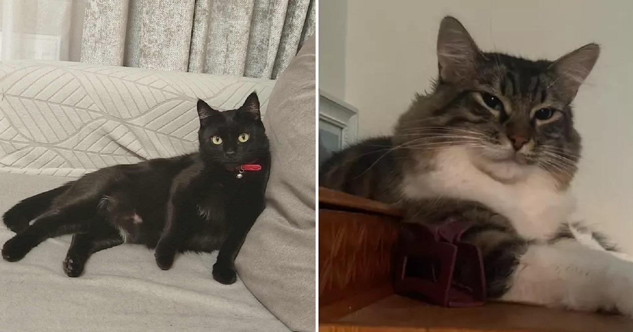 pisici cautate de stapanii lor dupa explozia din Rahova