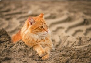 pisica sta in nisip
