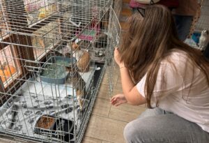 Ziua Adopției Pisicilor PAN