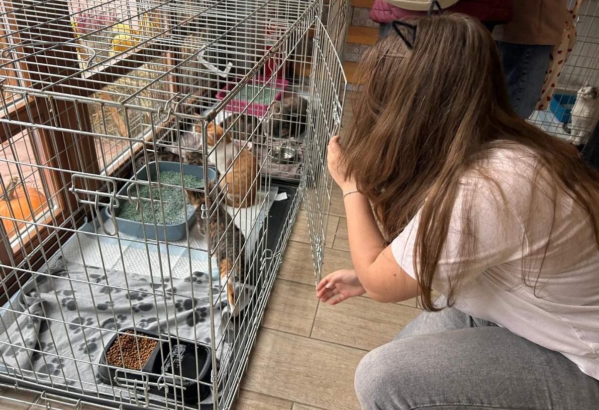 Ziua Adopției Pisicilor PAN