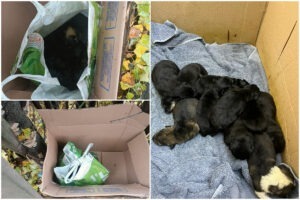 Colaj cu 10 catelusi gasiti intr-o punga pe strada