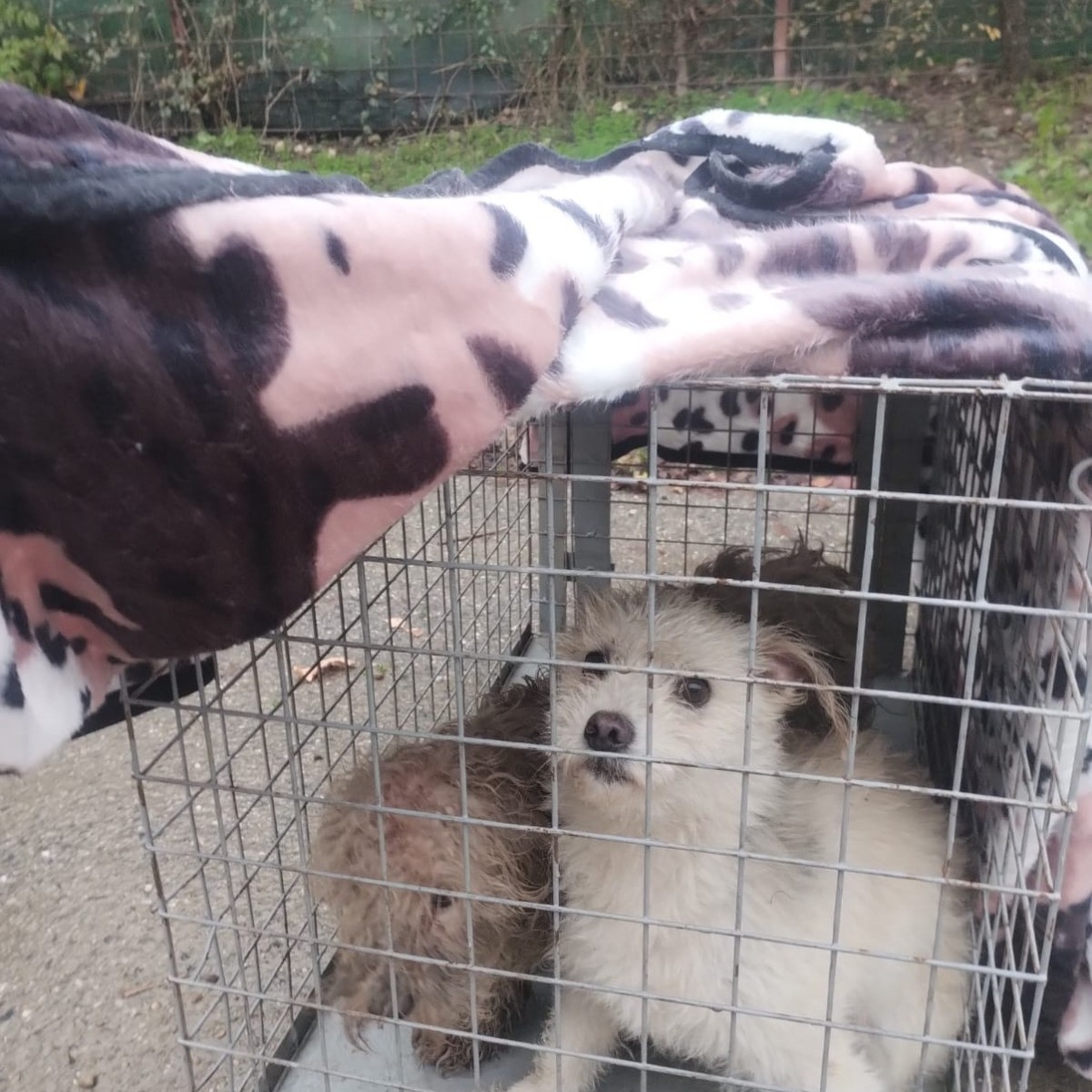 580513836_1178311537787315_3316497195836388818_n