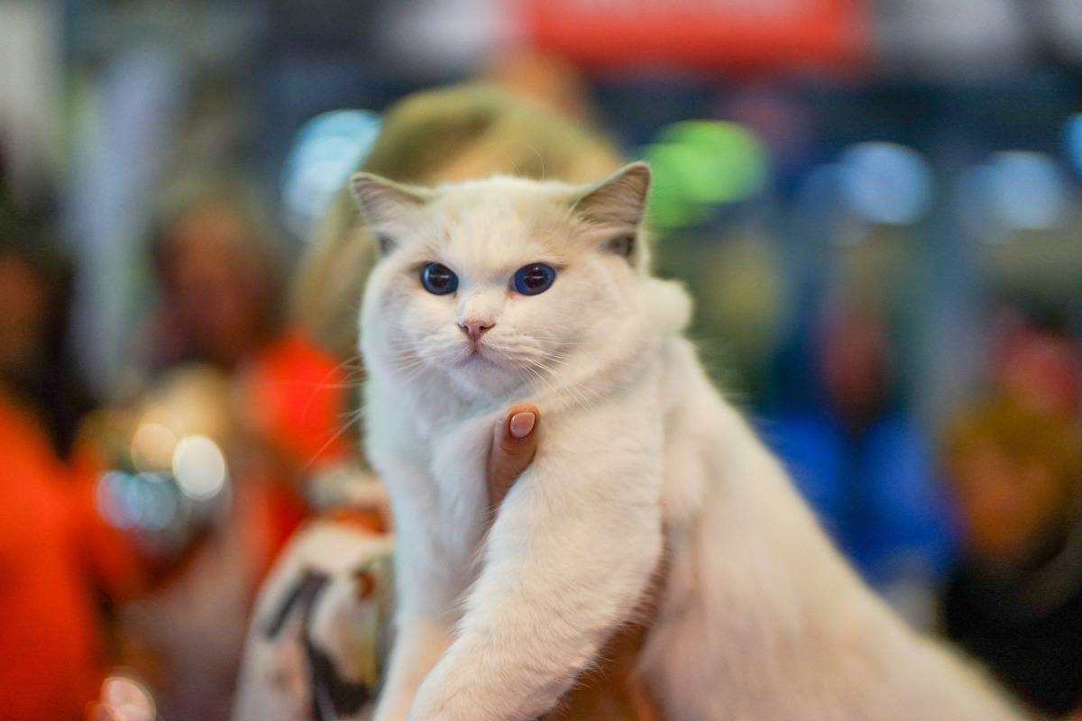 pisică-felină-blană-grijă-animale