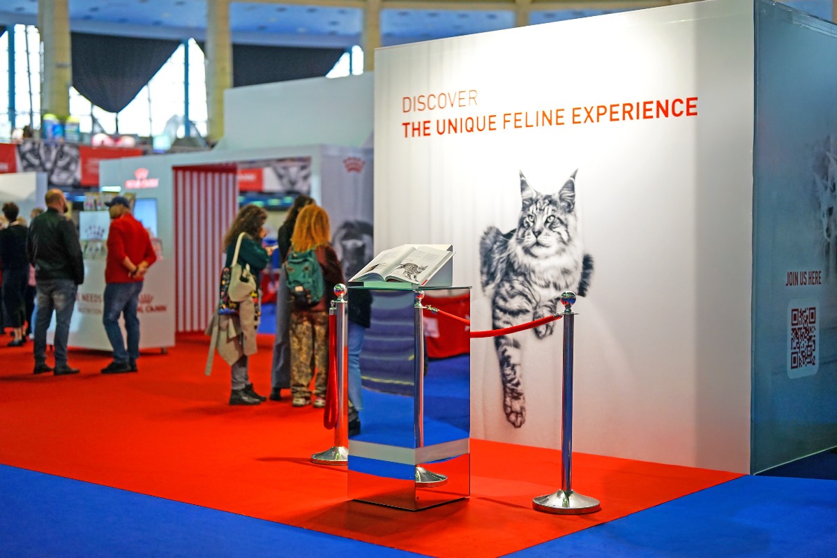 feline-pisică-sănătoasă-hrană