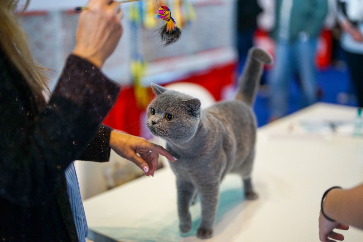 pisică-felină-blană-sănătoasă-mâncare