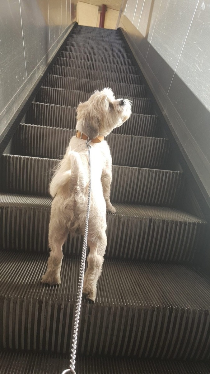 Câine pe scări rulante