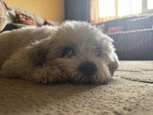 Câine Bichon Havanez