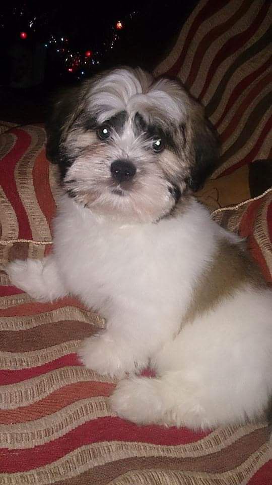 Pui de câine Bichon Havanez