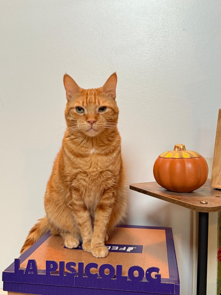 WhatsApp Image 2025-11-18 at 16.05.05