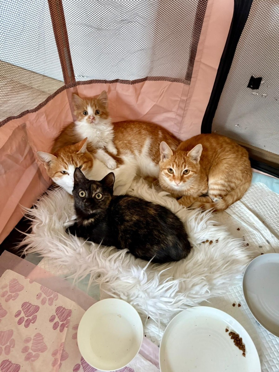 WhatsApp Image 2025-11-26 at 07.49.27 (3)